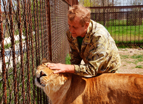 Челябинская львица Лола, спасенная Кареном Даллакяном, беременна в Крыму 