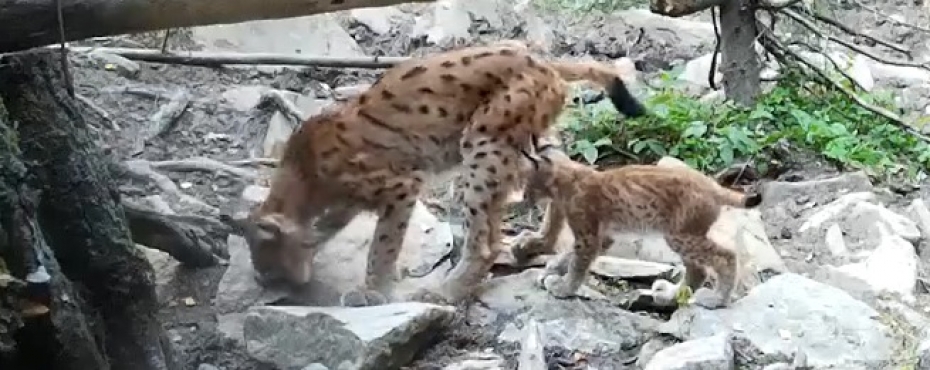 На видео попало, как мама-рысь учит детеныша охотиться в лесу на Южном Урале