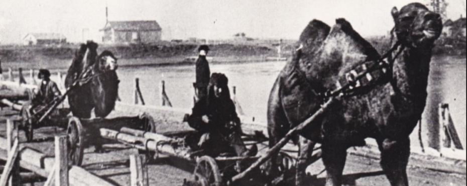 Интересный факт: к строительству Магнитогорского металлургического комбината привлекали верблюдов