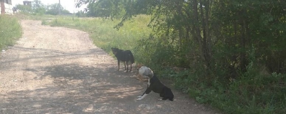 В Магнитогорске спасли собаку с пластиковой банкой на голове