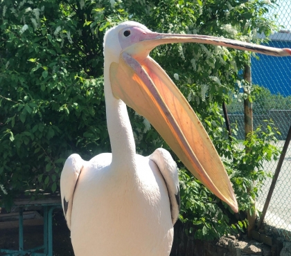 В челябинском зоопарке сняли забавный ролик с пеликанами, которые мешают убирать вольер
