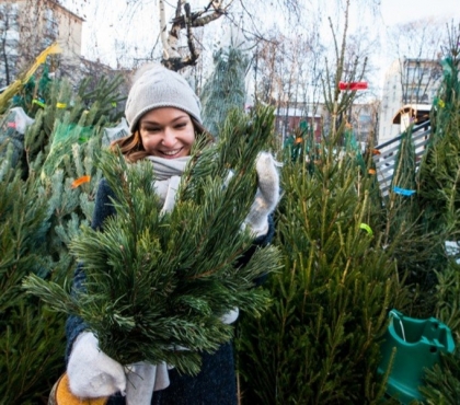 В Челябинске откроют 80 точек для торговли новогодними ёлками