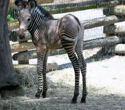 В зоопарке родился зебреныш: челябинцам предлагают выбрать для него кличку