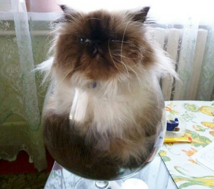 Наталья Устинова: «Моя кошка доказала, что вся их порода – жидкость»