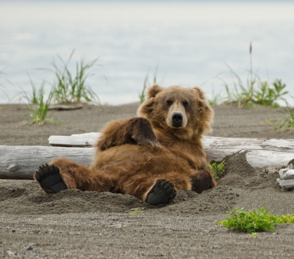 Медвежья релаксация: в Челябинской области на видео попал медведь, который блаженствует на поляне овса