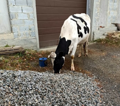 «Наверняка дает бетонное молоко»: в южноуральском селе сфотографировали корову, поедающую камни