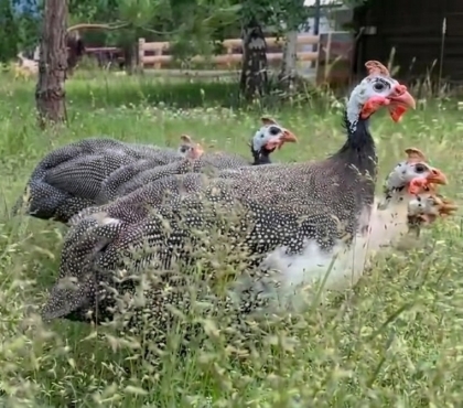 Что делать, если увидели 