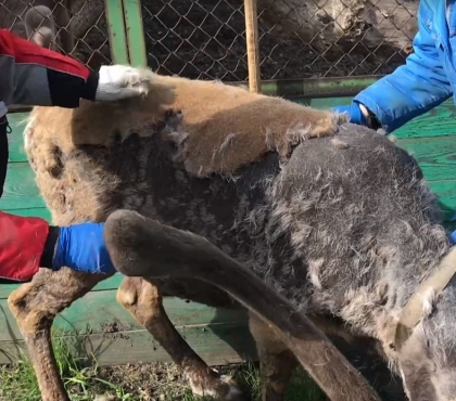 Это не котика вычесывать: в Челябинском зоопарке сняли на видео, как сдирают шерсть с северного оленя