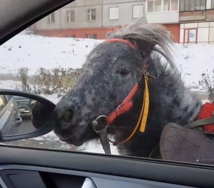 В Магнитогорске водитель спас сбежавшего пони, который носился по трассе
