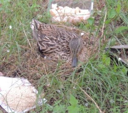 В центре Челябинска утка свила гнездо и высиживает яйца
