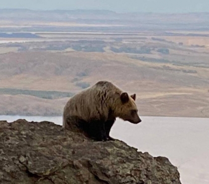Алексей Текслер прокомментировал спасение медвежат, бродивших возле ГЛЦ «Банное»
