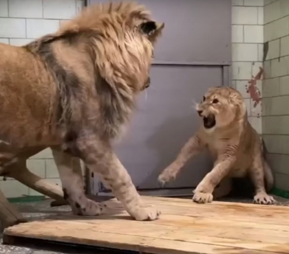 «Санта-Барбара» продолжается: в Челябинском зоопарке на первом свидании пары львов случился скандал