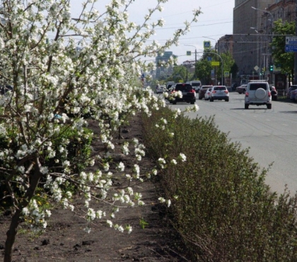 На разделительной полосе автодороги в Ленинском районе высадят 300 яблонь