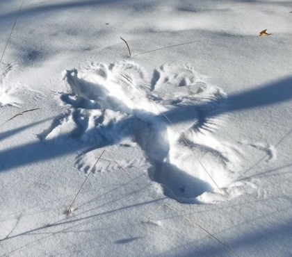 На Зигальге сфотографировали «чертежи», оставленные на снегу глухарями, которые готовятся к драке