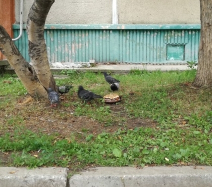 В Челябинской области неизвестный подарил голубям на обед торт