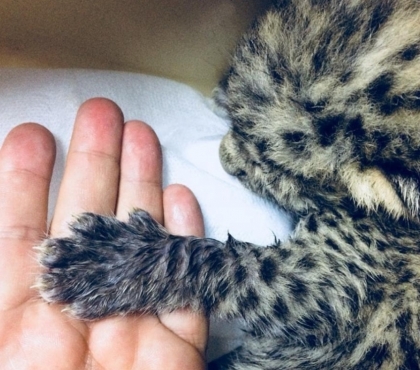 Челябинский зоозащитник спас новорожденного котенка леопарда