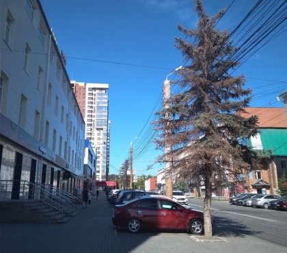 В центре Челябинска засохшие голубые ели заменят на живые