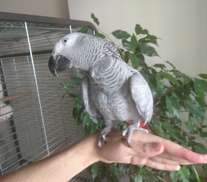 Откликается на Тошу, любит арахис: в Челябинске потерялся говорящий попугай породы жако