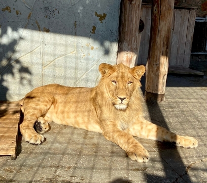 Львы и леопарды из челябинского зоопарка впервые после зимы вышли на улицу