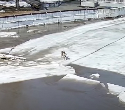 Собака уплывала на льдине: в Аше школьники спасли бездомного пса, гулявшего по реке во время ледохода