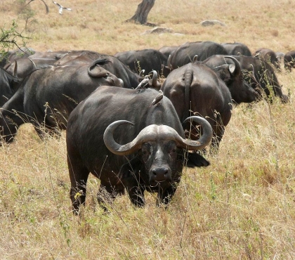 В Челябинской области поселится стадо буйволов