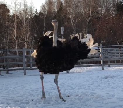 Готовится к корпоративу: страус из челябинского зоопарка задорно сплясал в вольере