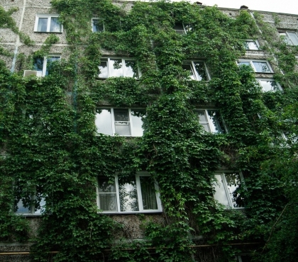 Природа наступает: показываем здания Челябинска, окутанные ветвями лозы