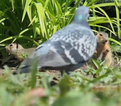Дружеские потасовки и стычки с голубями: в Ботаническом саду ЧелГУ появились суслята