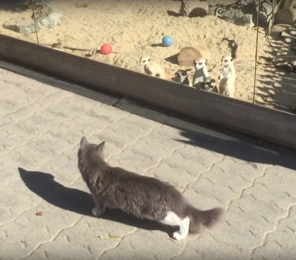 Бездомный кот стал новой звездой челябинского зоопарка
