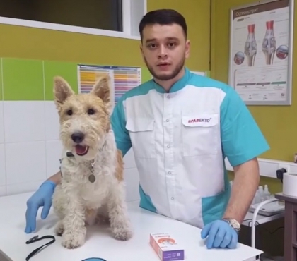 Челябинский ветеринар пристраивает животных, которых бывшие владельцы привозили на усыпление