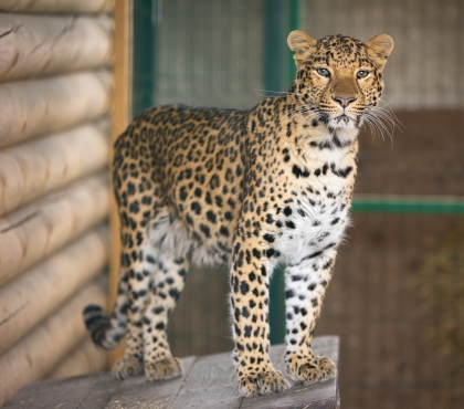 Привет из Танзании: зоозащитник Карен Даллакян опубликовал видео с леопардом Евой