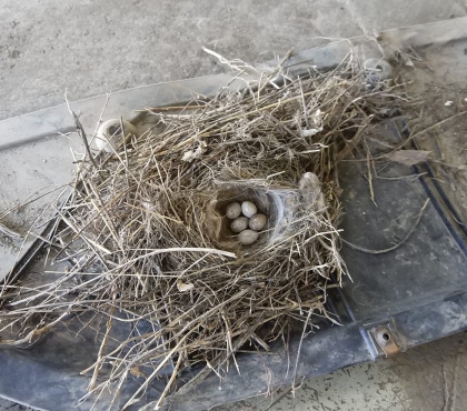 В челябинском автосервисе под капотом машины нашли птичье гнездо с яйцами