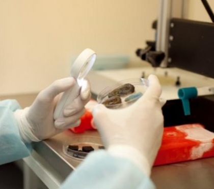 В Челябинске патентуют биопринтер для печати человеческих органов: кровеносных сосудов и ушных раковин