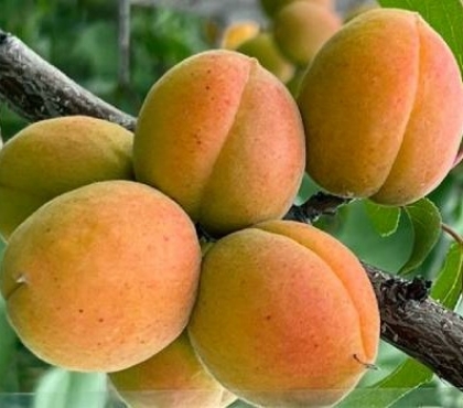 Челябинские ученые вывели морозоустойчивый сорт абрикоса
