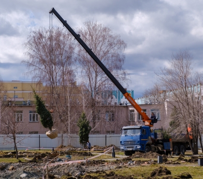 Деревья с площадки под строительство нового корпуса ЧОДКБ выкопали и пересадили