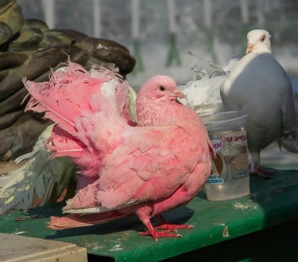 Антон Первухин: «Сын заявил, что вчера в Китае видел розовых голубей. Люди вокруг поспешили от него ретироваться»