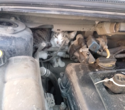 В Челябинске под капотом авто случайно обнаружили спящего котенка