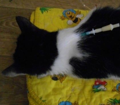 «Ветврач сказал, что за него можно побороться»: в Челябинске собирают деньги на лечение кота с репродукцией картины Малевича на лапе