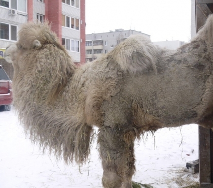 Челябинские ветеринары помогут тюменскому верблюду Кеше, которого держат на цепи в тесном сарае