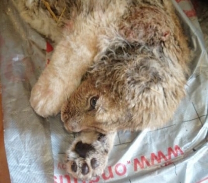 ​Ветеринар из Челябинска отправился в Дагестан, чтобы спасти искалеченного львёнка