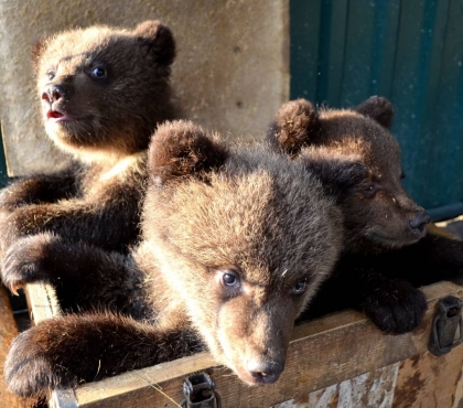 В челябинский приют привезли трех медвежат-сирот из Тюмени