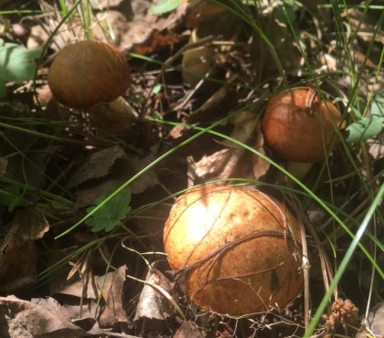 Грибной сезон открыт: в челябинском городском бору нашли белые грибы