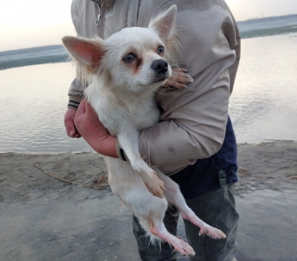 В Челябинске спасли собаку, дрейфовавшую на льдине по озеру Смолино