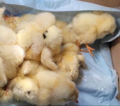«Два мешка цыплят выбросили на помойку»: женщина из Челябинска рассказала, как спасает птиц, которых оставили замерзать