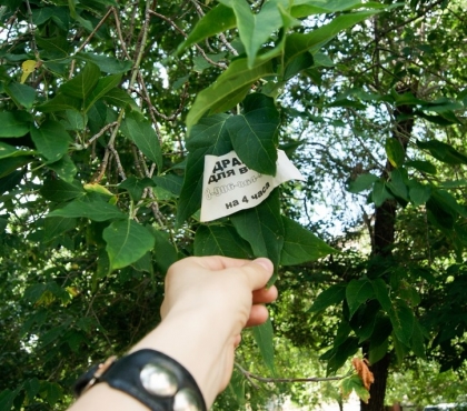 В Челябинске начали расклеивать объявления на листьях деревьев