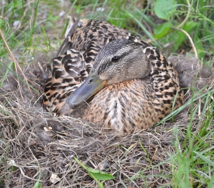 У утки, которая свила гнездо в центре Челябинска, вылупились первые птенцы