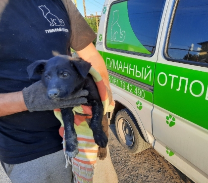 Челябинские зоозищитники проломили стену дома кувалдой, чтобы вытащить застрявшего щенка
