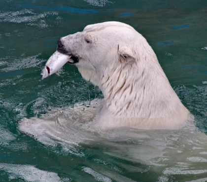 Спасение от жары: челябинский зоопарк устроил «рыбалку» для белых медведей
