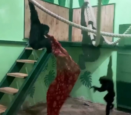 Круче «цыганочки с выходом»: в челябинском зоопарке засняли на видео «танец» гиббонов с пледом