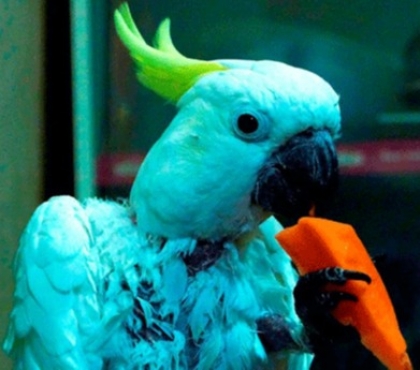 Челябинский попугай станет звездой грузинского моноспектакля